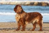 KING CHARLES SPANIEL